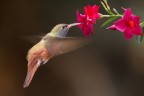Colibrė Colibrė