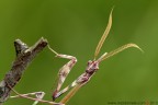 Empusa pennata (Thunberg, 1815) (Mantodea - Empusidae)

www.rossidaniele.com

Canon EOS 7D + Sigma 180mm f/3.5 EX DG HSM Macro
f16 - 1/10 - ISO 200
18.05.2013 ore 7.26
Suggerimenti e critiche sempre ben accetti
[url=http://www.rossidaniele.com/HR/_MG_3369copia-mdc-1500.jpg]Versione HR[/url]