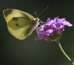 come vi sembra come dettaglio e luminosit?