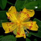 Hypericum Hypericum