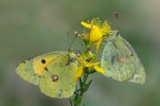 colias crocea colias crocea