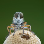 Ritratto di asilide Ritratto di asilide