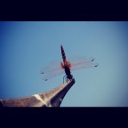 trevignano romano. trevignano romano.