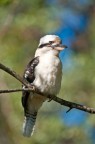 Kookaburra Kookaburra