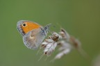 Coenonympha pamphilus Coenonympha pamphilus
