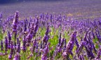 Un mare di lavanda Un mare di lavanda
