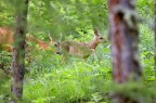 Capriolo piccolo e femmina Capriolo piccolo e femmina