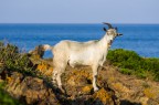 Capra dell'asinara Capra dell'asinara