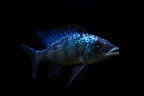 FOSSOROCHROMIS ROSTRATUS FOSSOROCHROMIS ROSTRATUS
