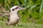 Kookaburra 2