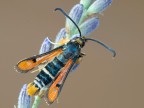 Pyropteron chrysidiformis_ Pyropteron chrysidiformis_