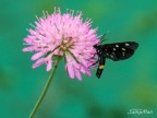 Amata (Syntomis) phegea
