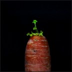 natura morta natura morta