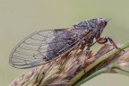 Cicadetta Montana Cicadetta Montana