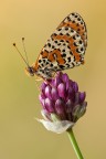 Melitaea didyma Melitaea didyma