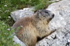 Marmotta Marmotta
