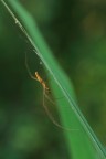 Tetragnatha Tetragnatha