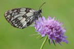 Melanargia galathea Melanargia galathea