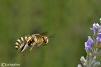 Anthidium volante Anthidium volante