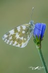 Pontia edusa Pontia edusa