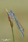 Femmina di Coenagrion Femmina di Coenagrion