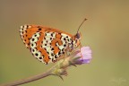 Melitaea Melitaea