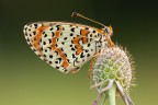Melitaea didyma Melitaea didyma