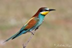 Gruccione(Merops apiaster)