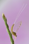 Effimera Effimera
