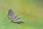 Aricia agestis Aricia agestis