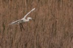 garzetta egretta garzetta egretta