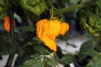 Moruga Yellow-Peperoncini piccanti