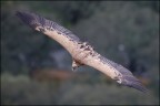 Ciao a tutti, Parco nazionale del Monfrague.
Canon D MK IV + Canon 500 mm + 1.4 x
tv 1/320 av 5.6 iso 800 - mano libera