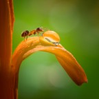 Z,la formica.. Z,la formica..