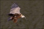 Ciao, Grifone in un passaggio ravvicinato.

Canon D MK IV + Canon 500 mm + 1.4 x
tv 1/500 av 10.0 iso 800 - mano libera