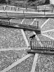 Il Cane