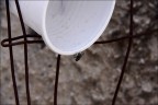 La mosca...assetata La mosca...assetata