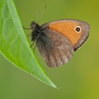 Coenonympha pamphilus Coenonympha pamphilus