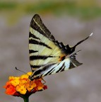 *** In picchiata *** *** In picchiata ***