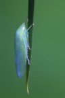 Cicadella Cicadella