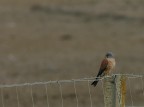 falco neumanni (Grillaio): il maschio falco neumanni (Grillaio): il maschio