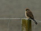 falco neumanni (Grillaio): la femmina falco neumanni (Grillaio): la femmina