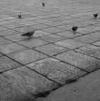 Piccioni Piccioni