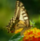 *** Immagina ***