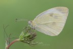 Pieris brassicae (Linnaeus, 1758) Pieris brassicae (Linnaeus, 1758)