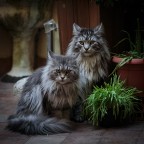 Zenobia e Puch Zenobia e Puch