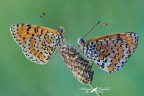 Melitaea didyma_la coppia Melitaea didyma_la coppia