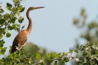 Ardea purpurea Ardea purpurea