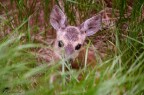 Piccolo di capriolo Piccolo di capriolo