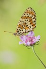 Melitaea didyma Melitaea didyma